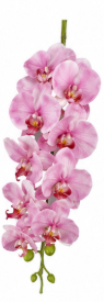 Orchidee mit neun Blüten in Rosa | Bloom