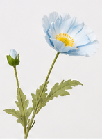 Mohnblüte in Hellblau | Bloom