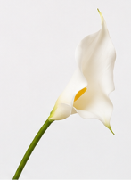 Calla-Lilie spitz in Weiß | Bloom