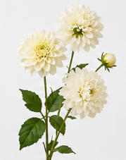 Dahlie mit fünf Blüten in Weiß | Bloom