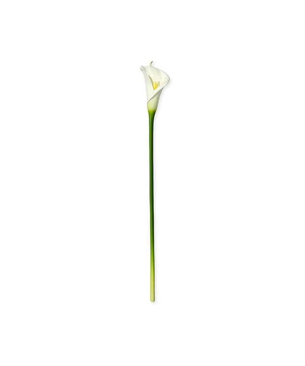 Calla-Lilie in weiß | Bloom