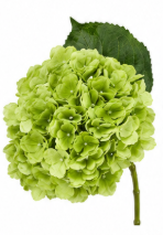 Realistische Kunstblumen Hortensie in Grün – bloom collection von 7 O'CLOCK