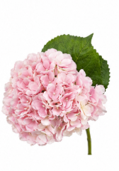 Hortensie in Hellrosa | Bloom