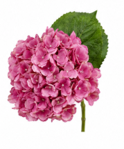 Realistische Kunstblumen Hortensie in Pink – bloom collection von 7 O'CLOCK