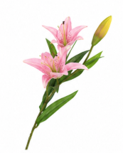 Lilienzweig mit zwei Blüten in Rosa | Bloom
