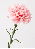 Realistische Kunstblumen Nelke in Rosa – bloom collection von 7 O'CLOCK