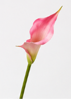 Calla-Lilie spitz in Rosa | Bloom