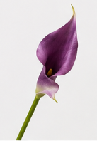 Realistische Kunstblumen Calla-Lilie spitz in Lila – bloom collection von 7 O'CLOCK