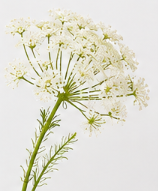 Realistische Kunstblumen Wilde Möhre in Weiß – bloom collection von 7 O'CLOCK