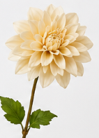 Realistische Kunstblumen Dahlie in Beige – bloom collection von 7 O'CLOCK