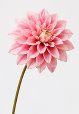 Realistische Kunstblumen Dahlie in Rosa – bloom collection von 7 O'CLOCK