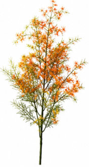 Zierspargel in Orange | Bloom