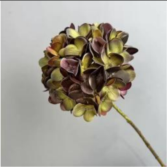 Hortensie in Braun | Bloom