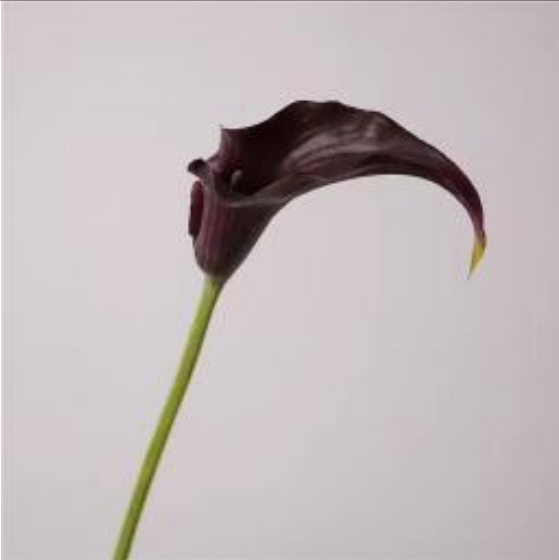 Realistische Kunstblumen Calla-Lilie in Bordeaux – bloom collection von 7 O'CLOCK