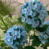 Azure Breeze 11er Bouquet in Hellblau, Weiß & Grün | Bloom