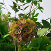 Jungle Luxe 14er Bouquet in Grün & Braun | Bloom