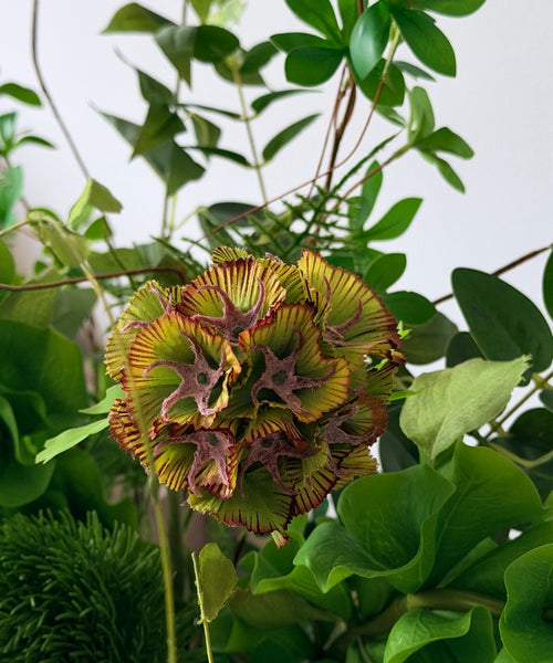 Jungle Luxe Kunstblumenstrauß – Close-up Hortensie in Braun & Muschelblume – Bloom von 7 O'CLOCK