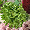 Wild Velvet 10er Bouquet in Grün, Altrosa & Bordeaux | Bloom
