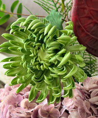 Wild Velvet Kunstblumenstrauß – Close-up Chrysantheme in Grün – Bloom von 7 O'CLOCK