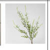 Salbei Blume in weiß | Bloom
