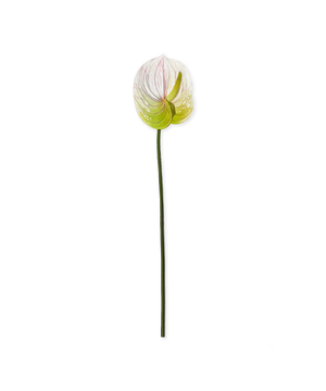Anthurium in Weiß | Bloom