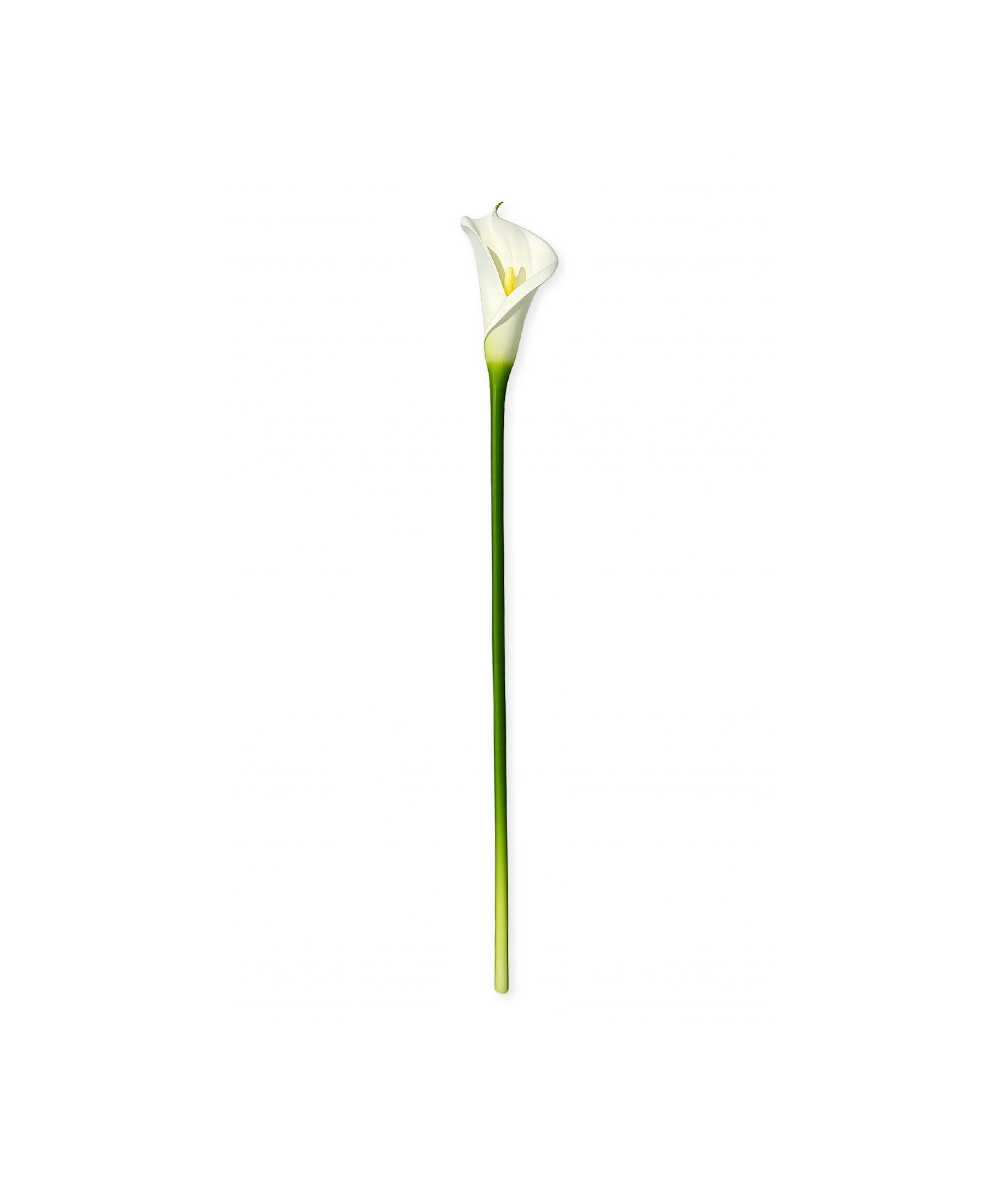Calla-Lilie in weiß | Bloom