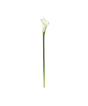 Calla-Lilie in weiß | Bloom