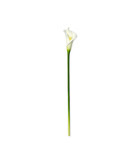 Calla-Lilie in weiß | Bloom