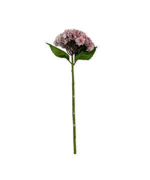 Hortensien in Altrosa | Bloom