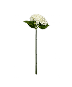 Hortensien in Weiß | Bloom