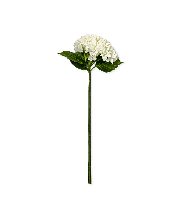 Hortensien in Weiß | Bloom