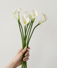 Calla-Lilie 6er Bouquet in Weiß | Bloom