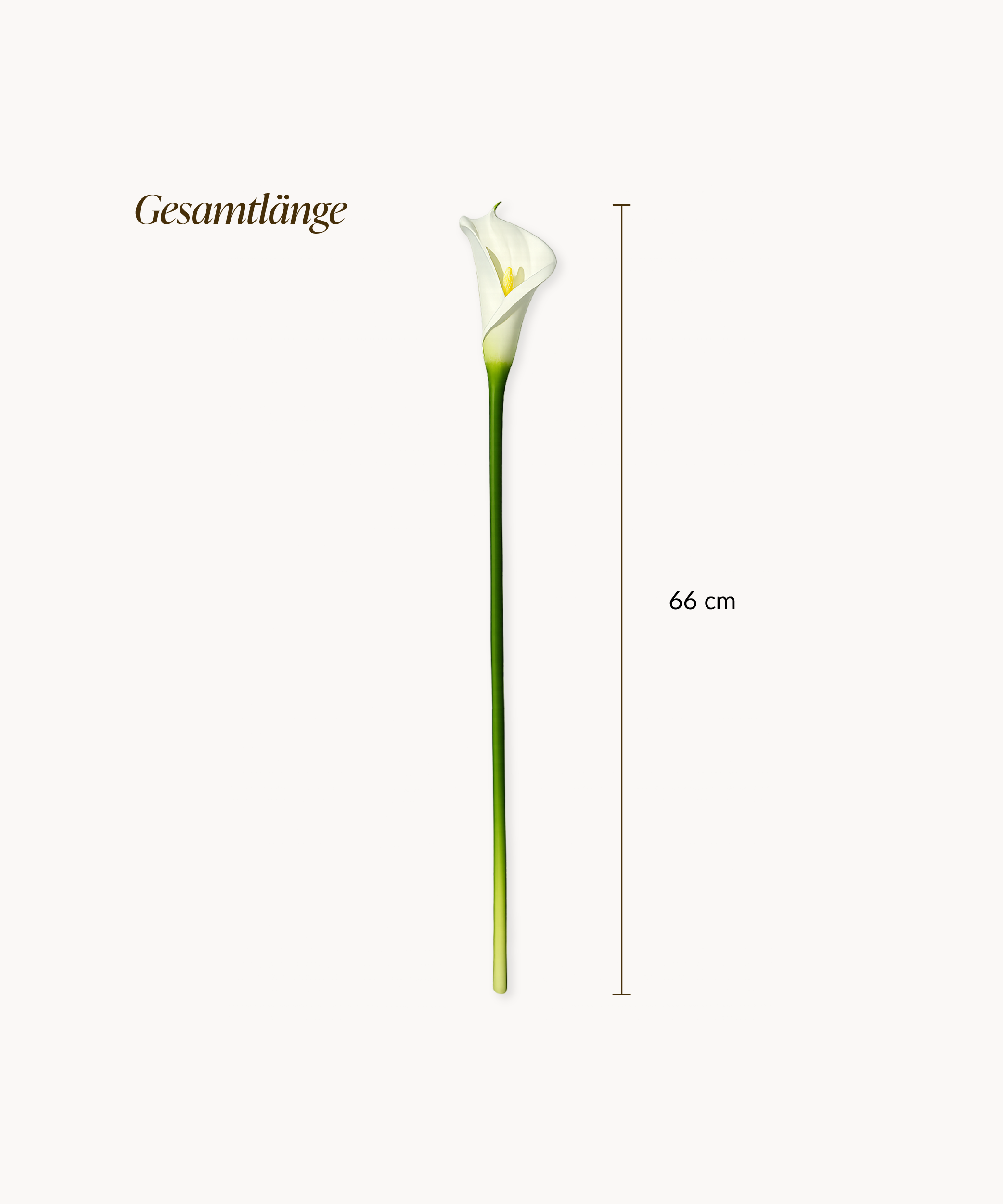 Calla-Lilie 6er Bouquet in Weiß | Bloom