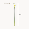 Calla-Lilie 6er Bouquet in Weiß | Bloom
