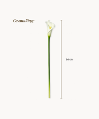 Calla-Lilie 6er Bouquet in Weiß | Bloom