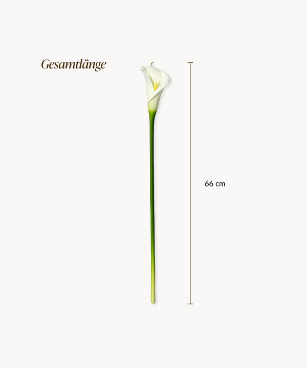 Calla-Lilie 6er Bouquet in Weiß | Bloom