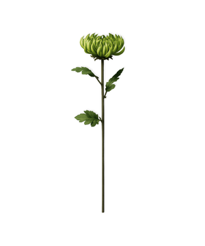 Chrysantheme in Grün | Bloom