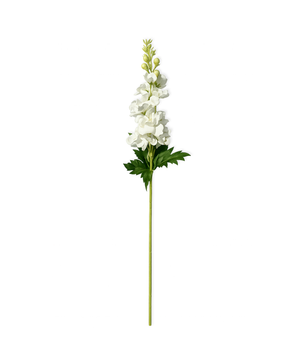 Levkojen in weiß | Bloom