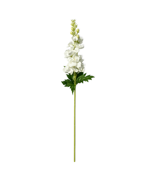 Levkojen in weiß | Bloom