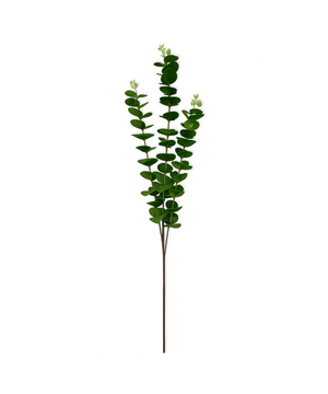 Großer Eukalyptus in grün | Bloom