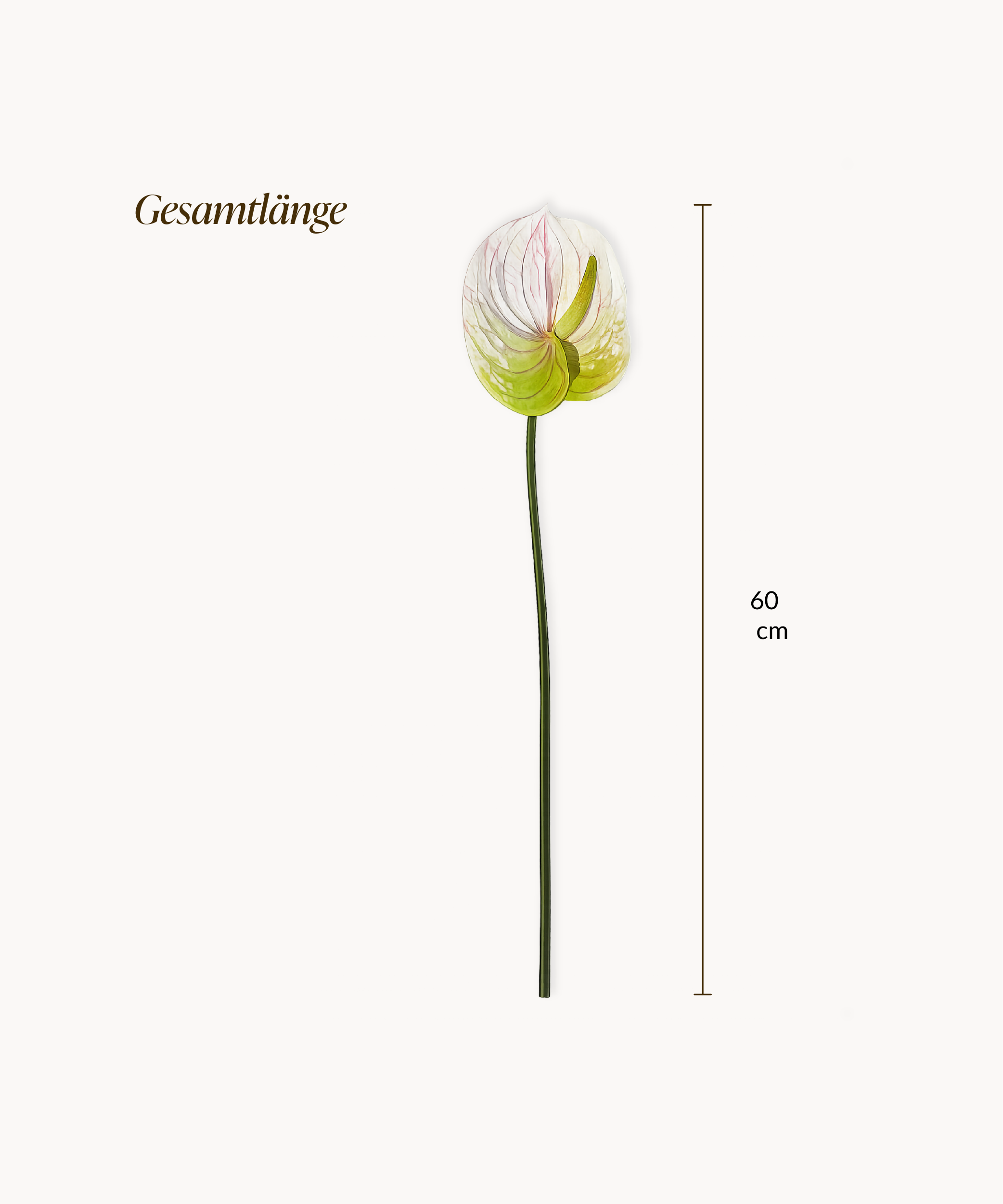 Anthurium 6er Bouquet in Weiß | Bloom