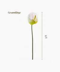 Anthurium 6er Bouquet in Weiß | Bloom