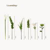 Calla Rising 15er Bouquet in Weiß & Grün | Bloom