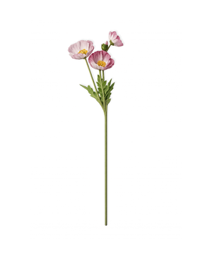 Mohnblüten in Pink | Bloom