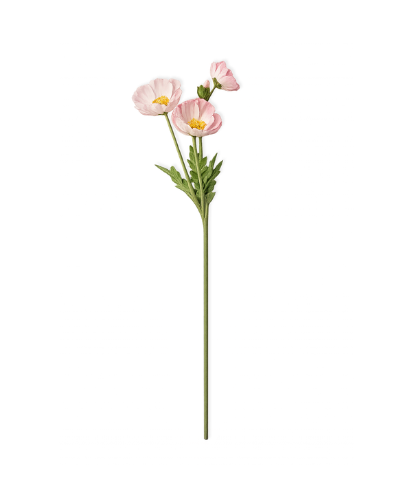 Mohnblüten in Rosa | Bloom
