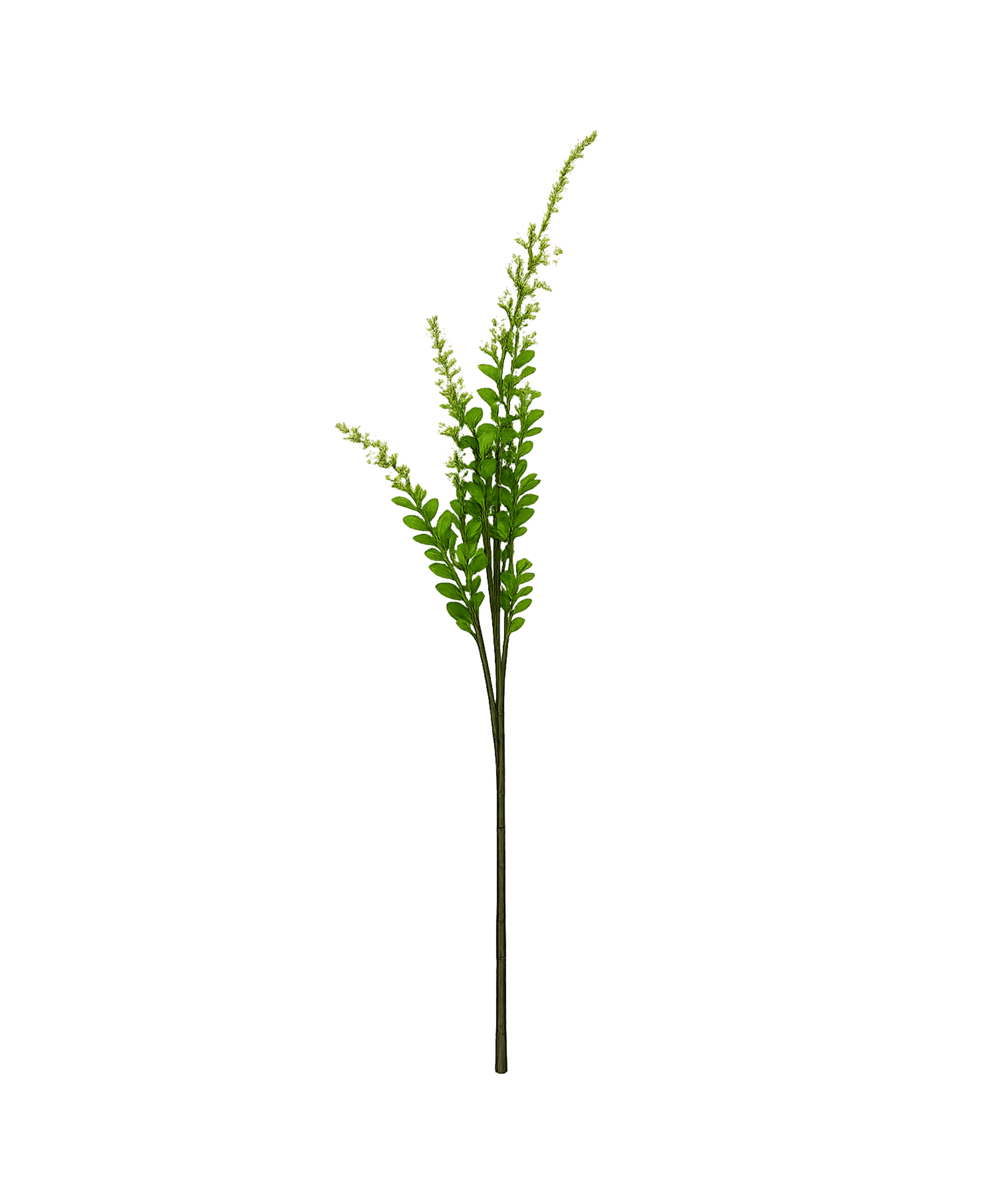 Salbei Blume in weiß | Bloom
