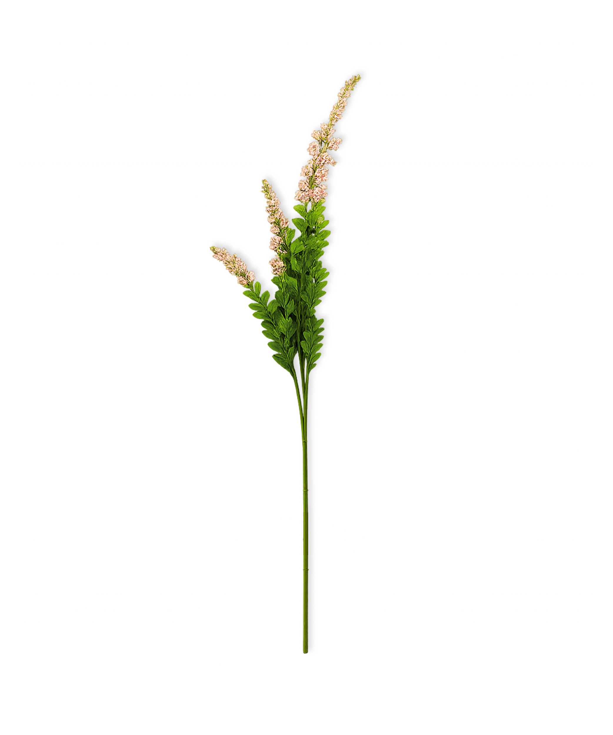 Salbei Blume in rosa | Bloom