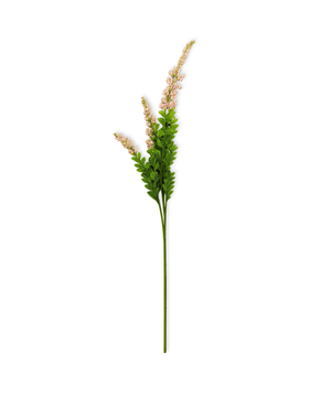 Salbei Blume in rosa | Bloom